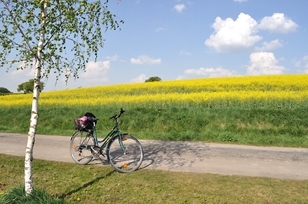Mit dem Fahrrad an Schlei und Ostsee unterwegs - inmitten von Raps