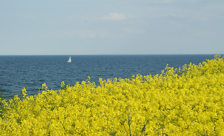 Spazierwege durch den Raps mit Blick auf Ostsee und Segelboote
