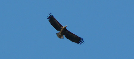 Der Seeadler ist an der Ostsee zuhause