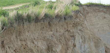 Steilk&uuml;ste mit Uferschwalben an der Ostsee