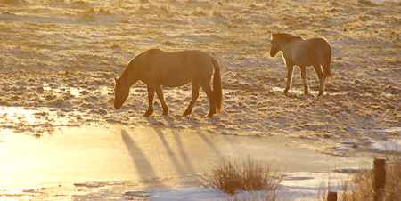 Wildpferde an der Ostsee